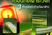 เตือนภัยเฝ้าระวัง 3 ศัตรูพืชตัวร้ายในนาข้าว